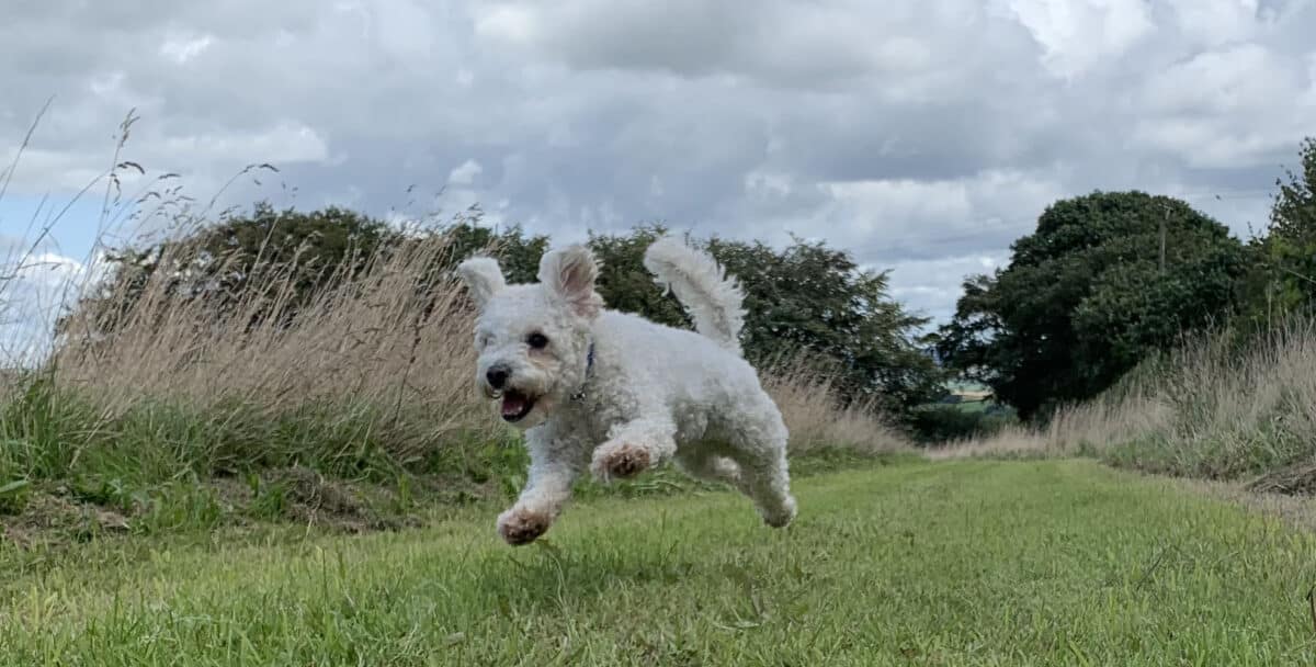 Pogo enjoying new site