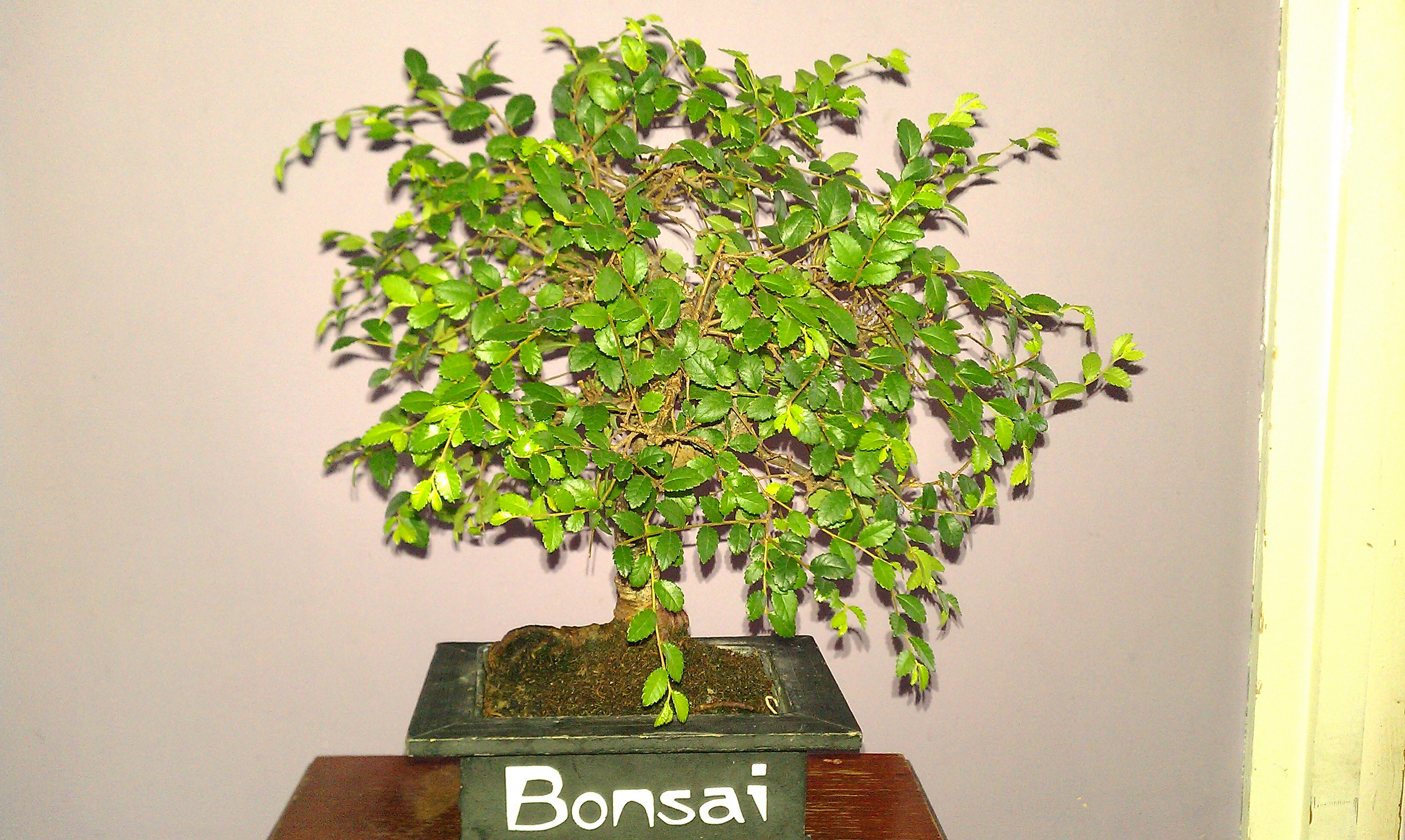 Reponse To Question About Yellow Leaves On A Chinese Elm Bonsai Bonsai Trees For Sale Uk