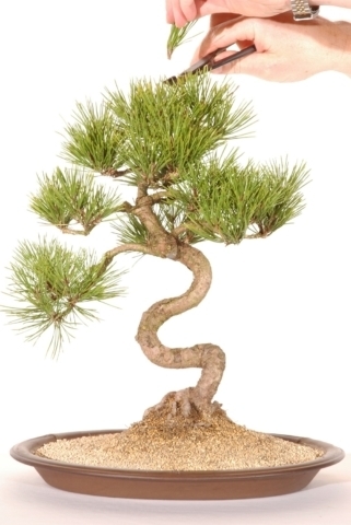 Pruning bonsai tree