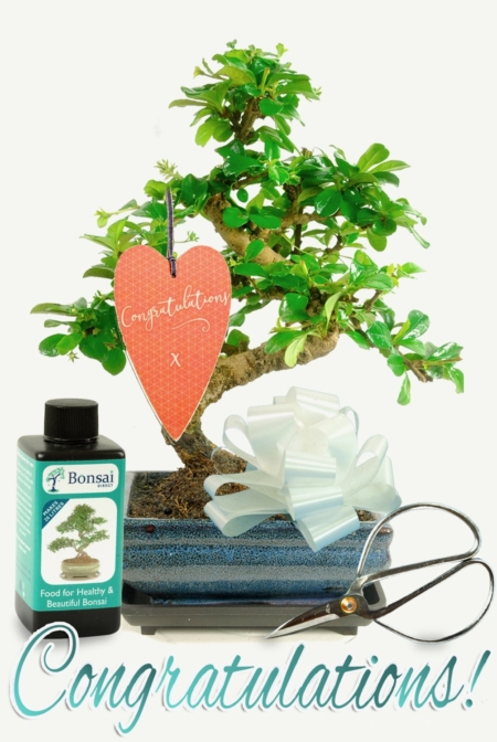 Beautiful & Artistic Flowering Congratulations Bonsai Gifts