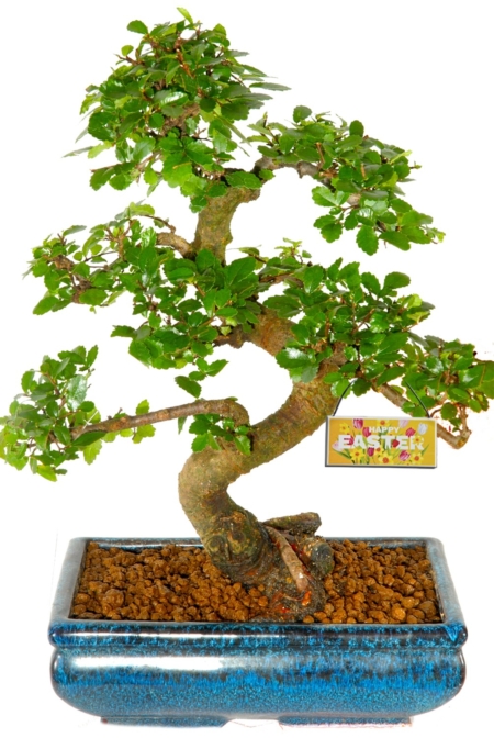 Spring bonsai tree - looking great now - spring collection of indoor bonsai trees for sale