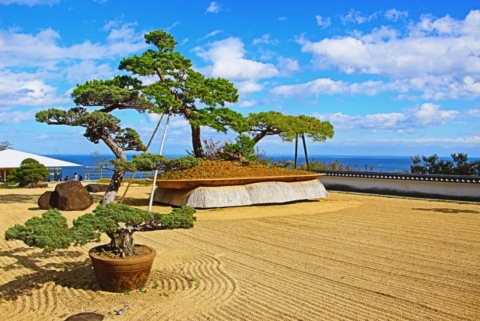 Largest bonsai tree in the world - Japanese garden Atami, Izu