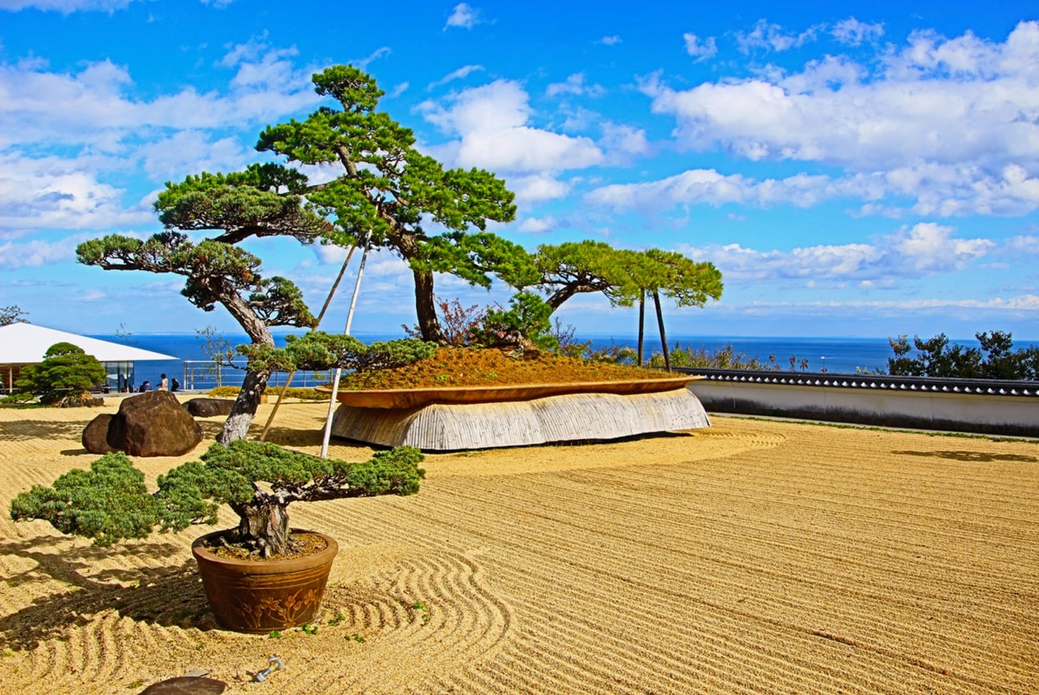 Bonsai Tree Large | Big Bonsai Trees & Bonsai Specimens