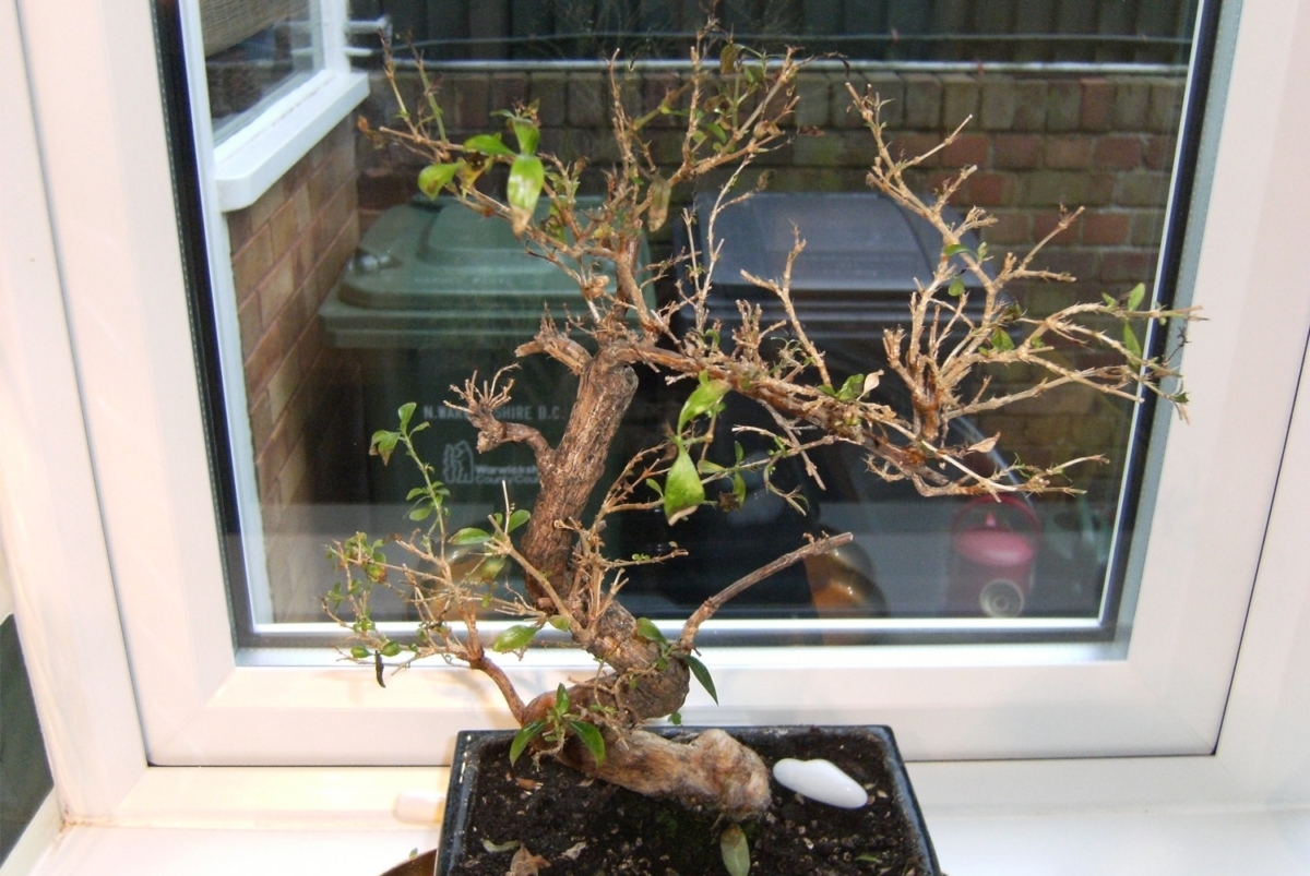 Serissa bonsai tree health and advice
