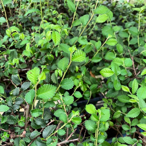 Question about the care of an Chinese Elm Indoor Bonsai