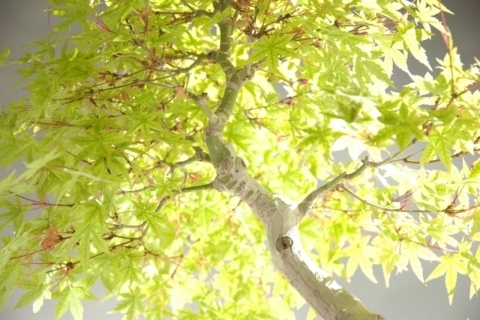 d Bonsai tree Care