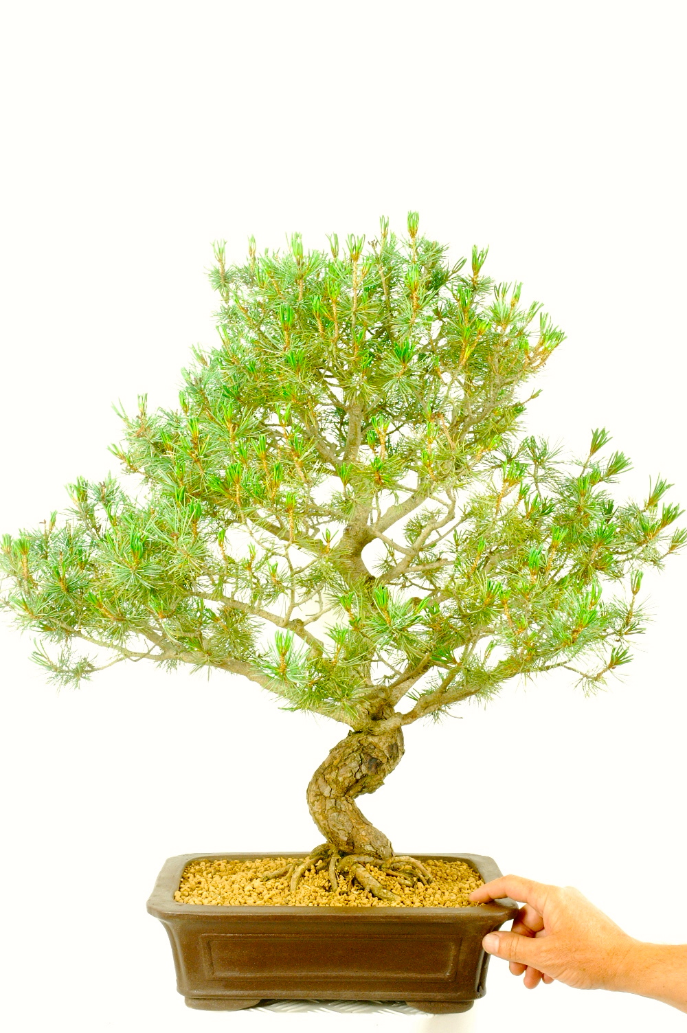 Japanese White Pine Bonsai Offer Bonsai Trees For Sale Uk