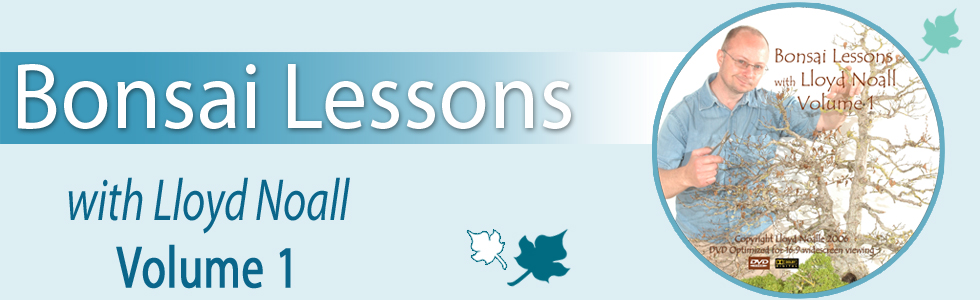 Bonsai Lessons with Lloyd Noall Vol 1 Banner