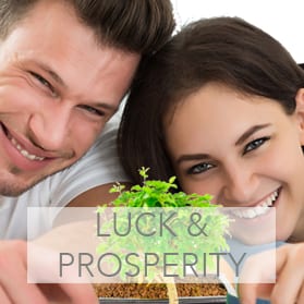 Bonsai meaning luck & prosperity