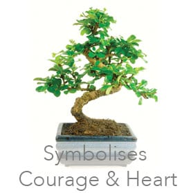Oriental Tea Tree - Carmona Microphylla indoor bonsai