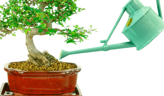 Watering bonsai trees