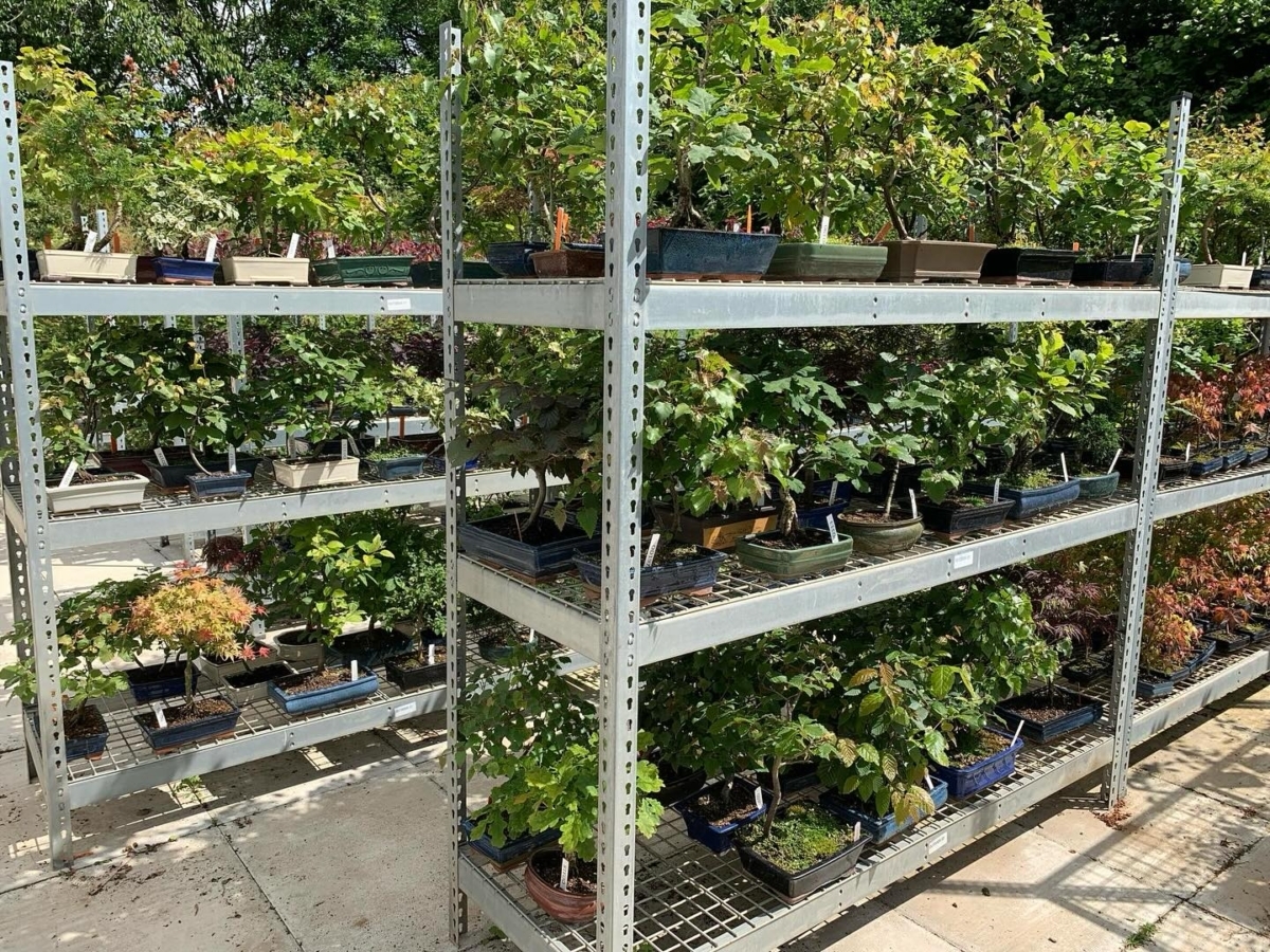 Bonsai Direct outdoor bonsai