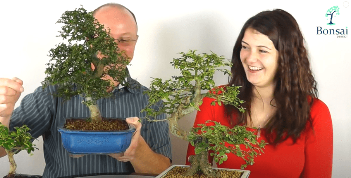 Beginners Bonsai