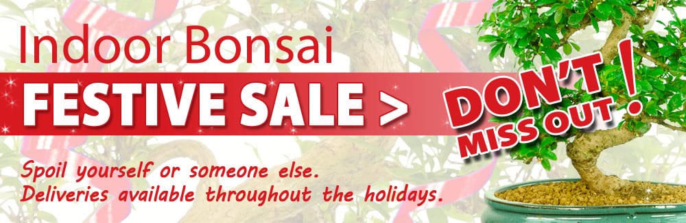 Festive bonsai sale