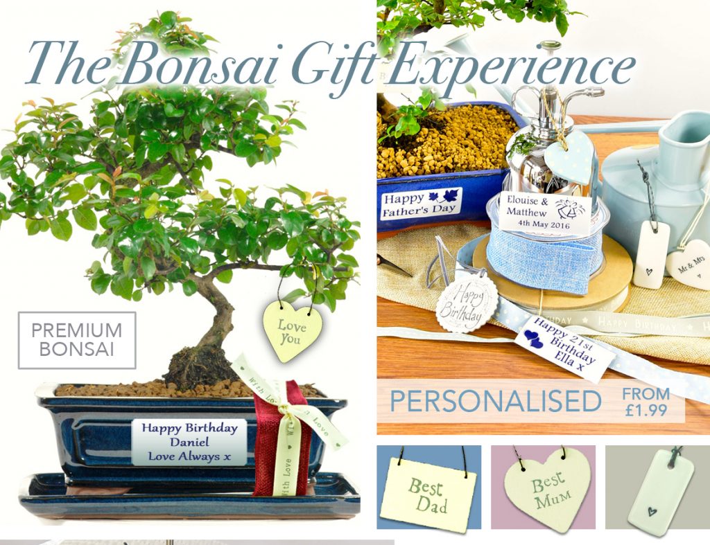The Bonsai Tree Gift Experience Bonsai Trees for Sale UK