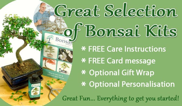Great selection of bonsai kits
