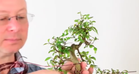 Why do we wire bonsai?
