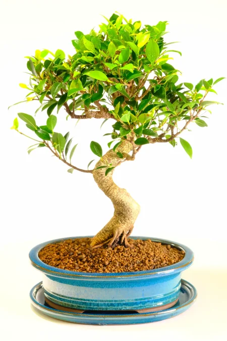 Lovely movement in the trunk of this Ficus indoor beginners bonsai