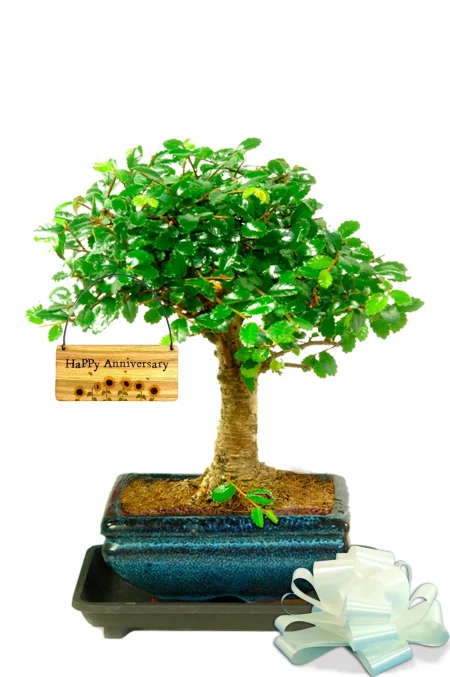 Bonsai make the best anniversary presents! Beginner friendly Chinese Elm Bonsai gift with FREE UK delivery!