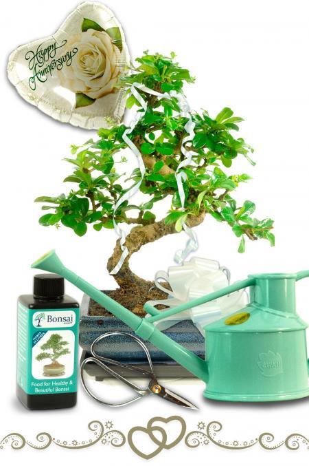Flowering Anniversary Bonsai Tree Gift
