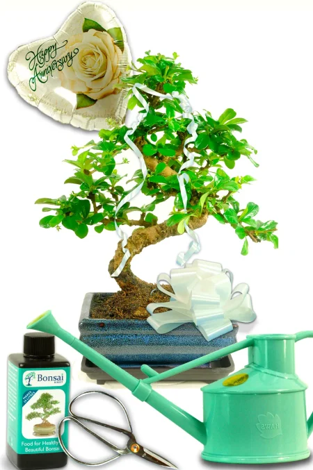 Anniversary Gifts for Her | A Stunning Fukien Tea Bonsai Tree Gift