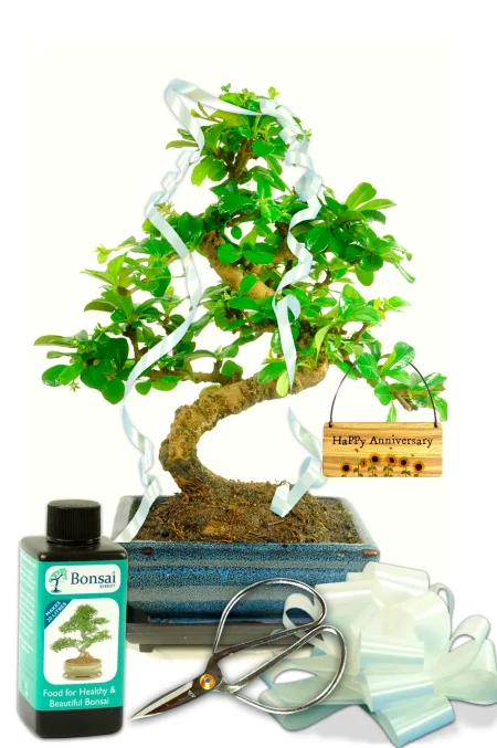 Anniversary Plant Gift | A Flowering Bonsai to Celebrate Enduring Love