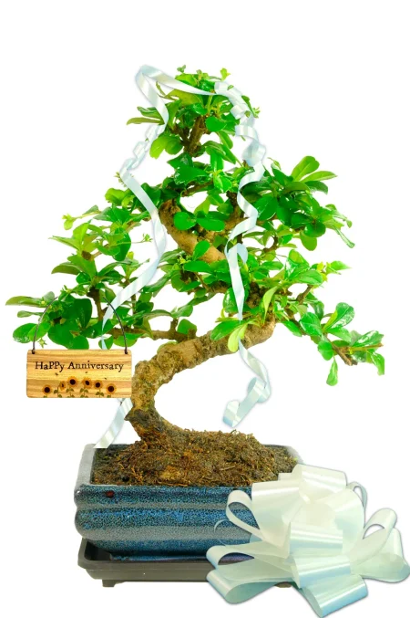 Simple Elegant Flowering Indoor Anniversary Bonsai