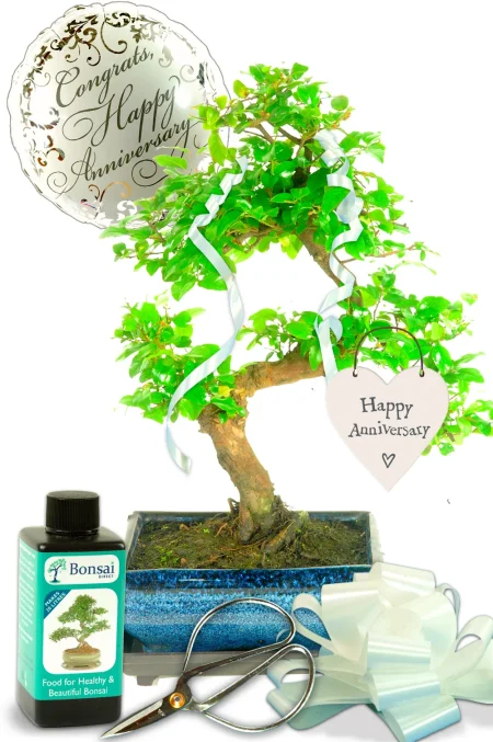 Anniversary Gift for Parents | Sweet Plum Indoor Bonsai Kit