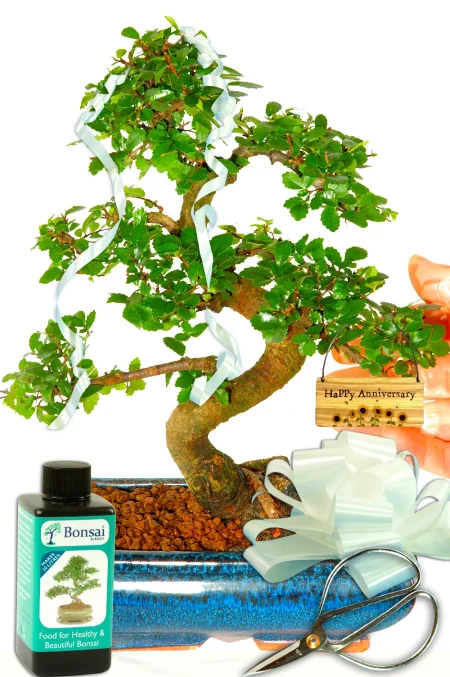 Anniversary Gifts for Him or Her | ‘Happy Anniversary’ Sunflower Bonsai Starter Kit