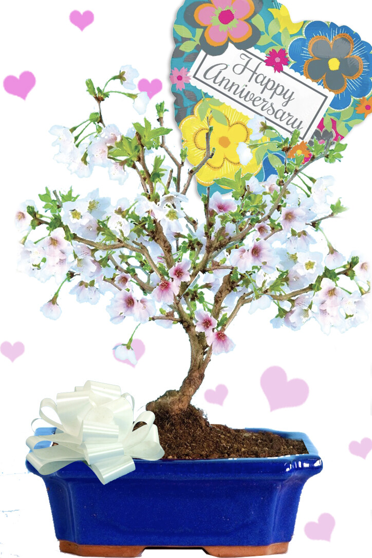 Flowering Cherry Bonsai Gift