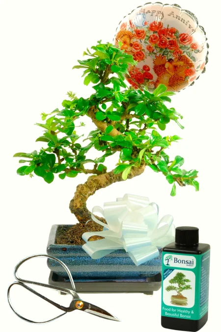Unique Wedding Anniversary Gift | 8-Year-Old Flowering Bonsai Tree Kit