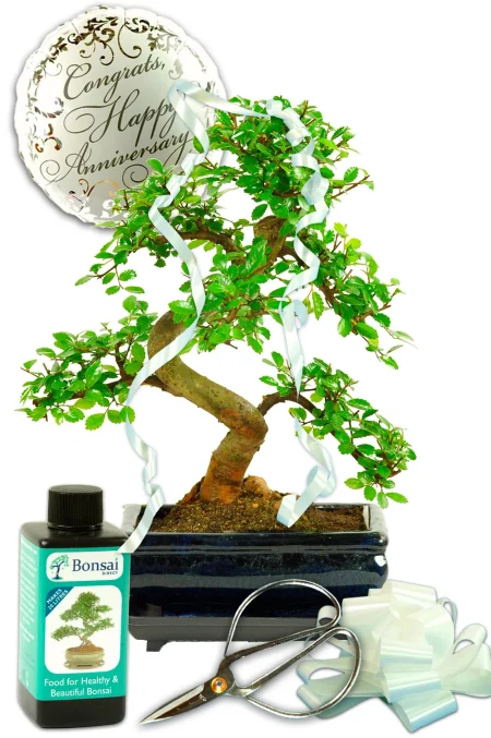 Anniversary Gift Ideas | Artistic Chinese Elm Bonsai Kit for Beginners