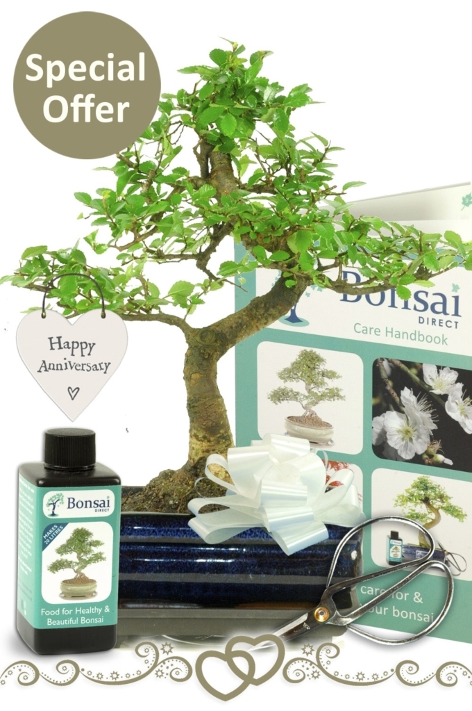 Indoor Bonsai Anniversary/Wedding Gift. Free delivery to most areas.