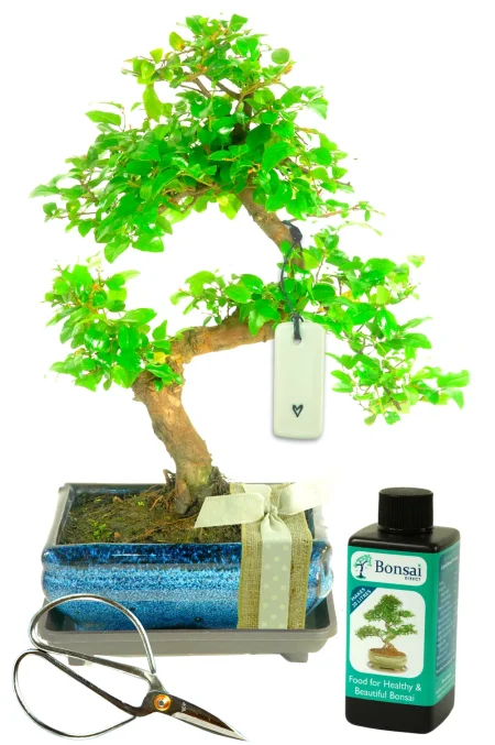 Wood Anniversary Gifts | A Natural Bonsai Gift to Celebrate 5 Years of Marriage