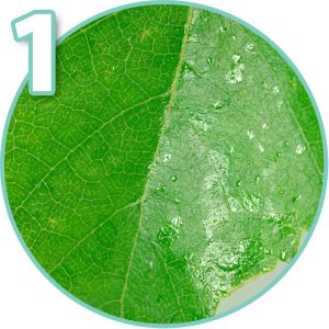 Aphid on bonsai tree 1