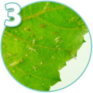 Aphid on bonsai tree 3