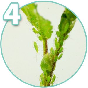 Aphid on bonsai tree 4
