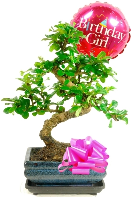 Birthday Girl Bonsai Gift | Unique Birthday Gifts for Her
