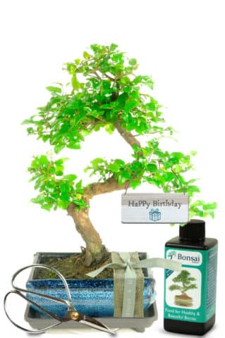 natural birthday gift. Stunning indoor bonsai tree starter kit for beginners
