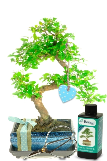 Natural Range Birthday Bonsai Gift - For Him