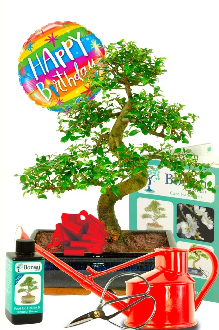 Unique Birthday Gift | 16-year-old Chinese Elm Bonsai Tree Gift - FREE UK Delivery