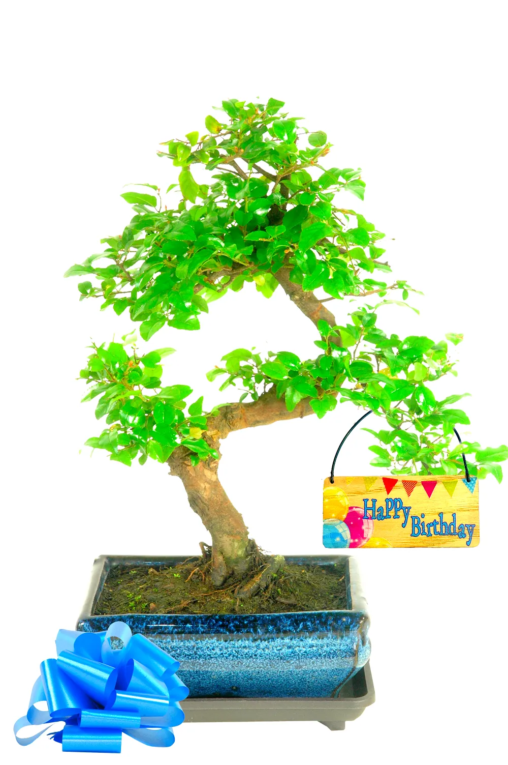 Fruiting Indoor Chinese Sweet Plum Bonsai Tree Gift | FREE Delivery Available (UK)