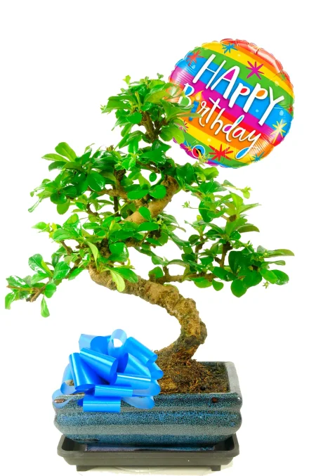 Birthday Plants Delivered – A Flowering Bonsai Gift That Lasts
