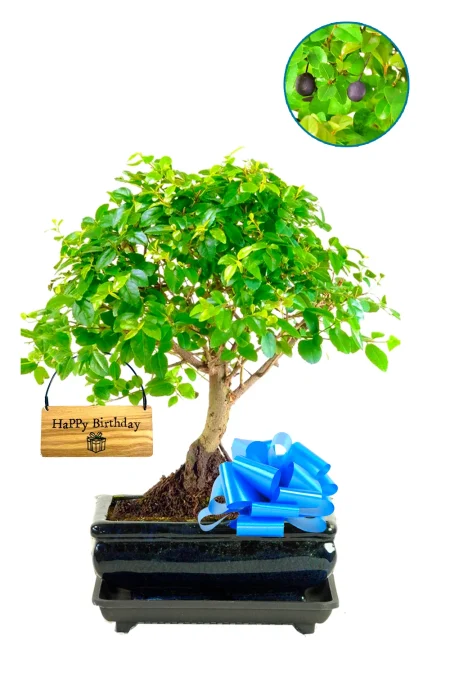 Fruiting Chinese Sweet Plum birthday bonsai gift with FREE UK delivery!