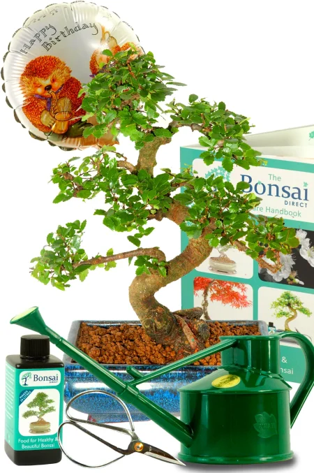 Birthday Tree | Complete Birthday Bonsai Kit