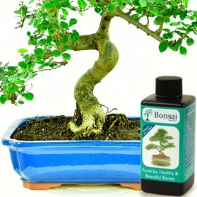 bonsai tree maintenance - How do I feed my bonsai tree?