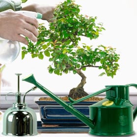 bonsai tree maintenance - How do I water my bonsai tree?