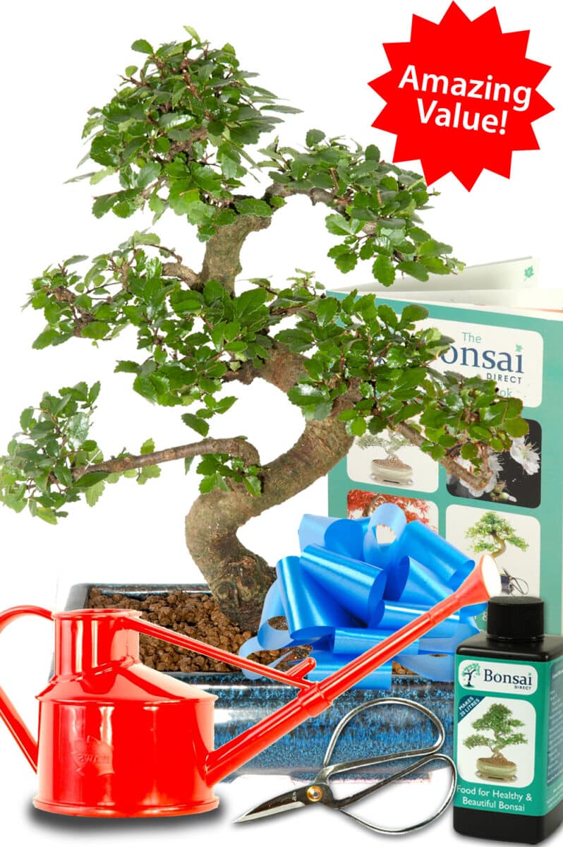 Outstanding Beginners Kit Twisty Chinese Elm Bonsai