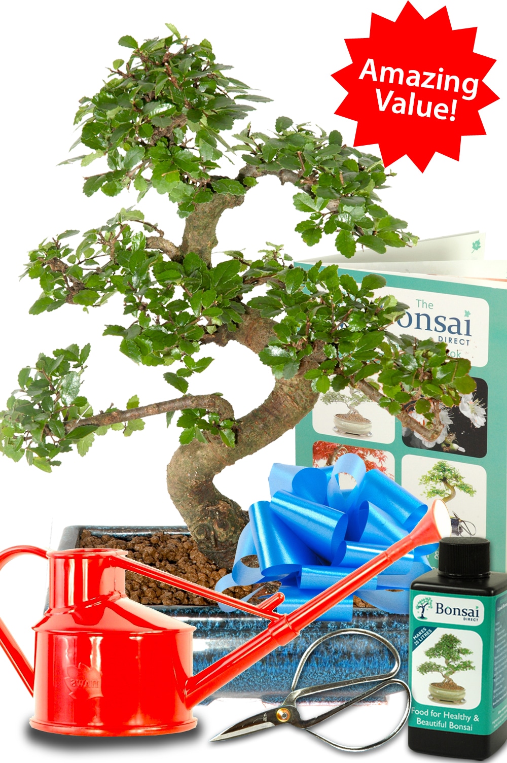 Outstanding Twisty Chinese Elm Bonsai Kit