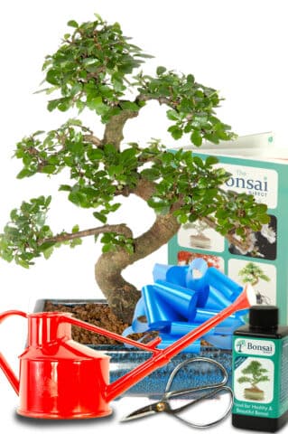 The best Chinese elm bonsai starter kit for sale